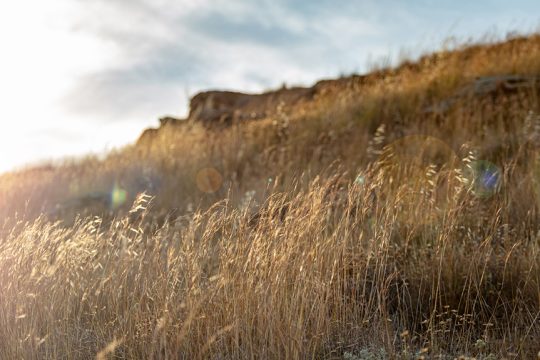 xero livadi dry grassland